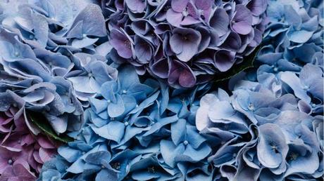 blaue Blütenblätter der Hortensie