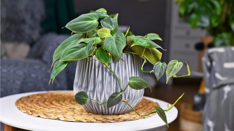 Philodendron in grauem Blumentopf
