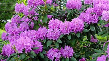 lila farbene Blüten des Rhododendron 