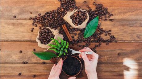 Kaffeesatz als Dünger  – Für welche Pflanzen geeignet?