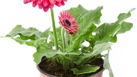 Gerbera-Pflanze im Topf.