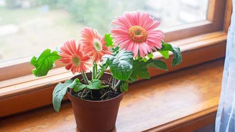 Gerbera im Topf.