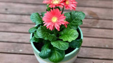 Gerbera-Pflanze im Topf.