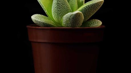 Crassula tecta im Topf.