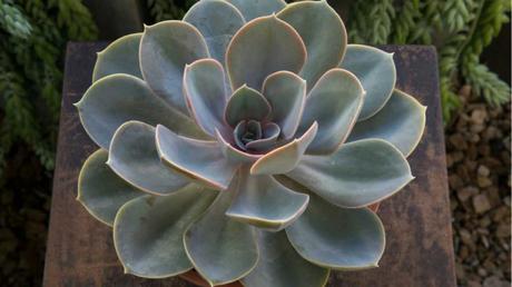 Echeveria im Topf.