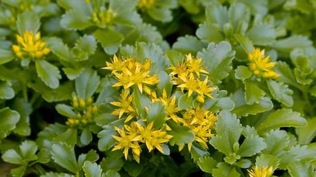 Fettblatt im Freien.