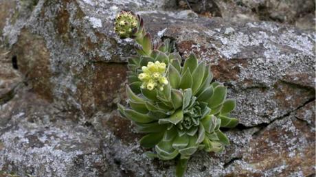 Donarsbart im Freien.
