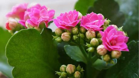 Flammendes Kätchen im Freien.