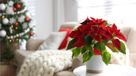 Weihnachtsstern im Topf.