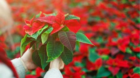 Weihnachtsstern im Freien.
