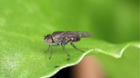 Trauermücke auf Pflanzen-Blatt.
