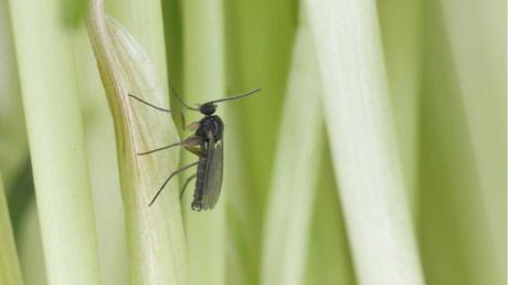 Trauermücke im Freien.