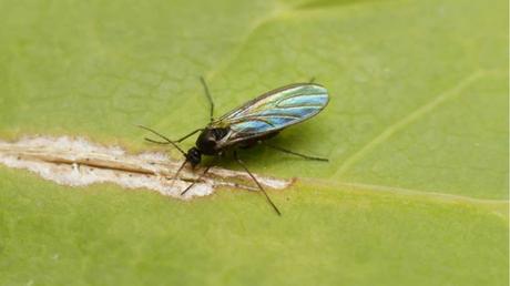 Sciaridae auf Pflanzen-Blatt.