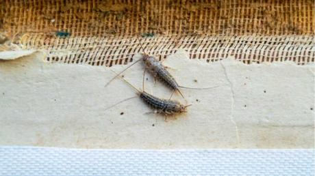 Zwei Silberfischchen.