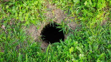 Welches Tier gräbt große Löcher im Garten?
