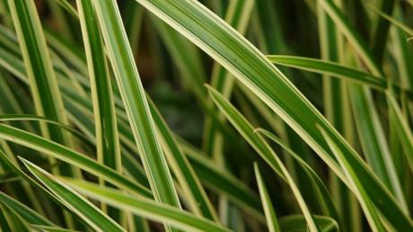 Weißbunte Japan-Segge.