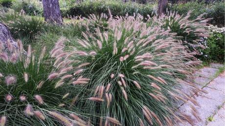Lampenputzergras im Freien.