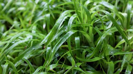 Wald-Marbel im Freien.