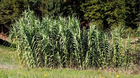 Pfahlrohr im Freien.