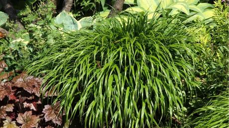 Japangras im Freien.