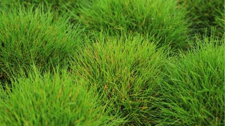 Bärenfell-Schwingel im Freien.