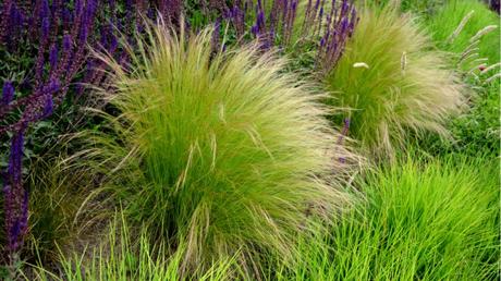 Zartes Federgras im Freien.