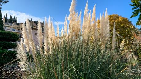 Pampasgras im Freien.