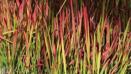 Japanisches Blutgras im Freien.