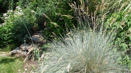 Blaustrahlhafer im Freien.