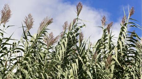 Riesen-Chinaschilf im Freien.