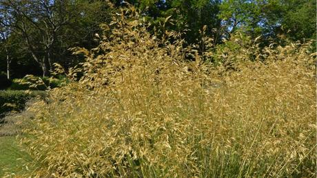 Riesen-Federgras im Freien.