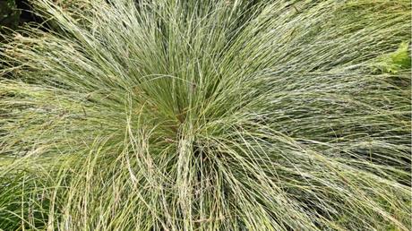 Carex montana im Freien.