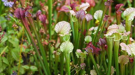 Schlauchpflanze im Freien.