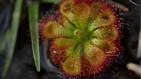 Drosera im Topf.