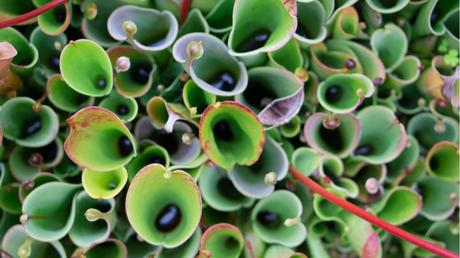 Sumpfkrug im Freien.