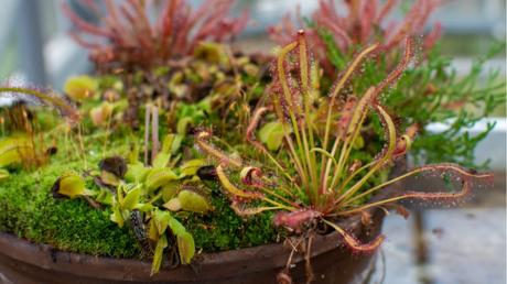 Verschiedene fleischfressenden Pflanzen.
