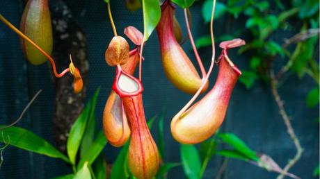 Nepenthes im Freien.