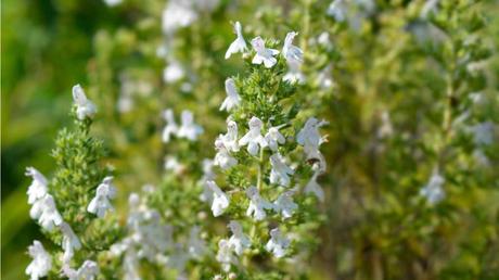 Staudenbohnenkraut im Freien.