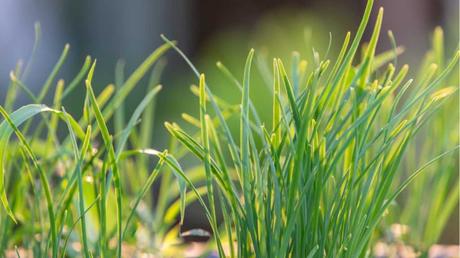 Schnittlauch im Freien.
