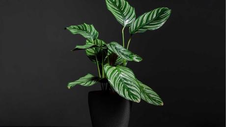 Calathea im Topf.