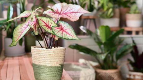 Caladium bicolor im Topf.