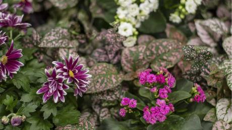 Hypoestes phyllostachia im Freien.
