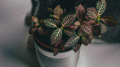 Mosaikpflanze im Topf.