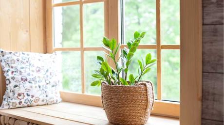 Zamioculcas im Topf.