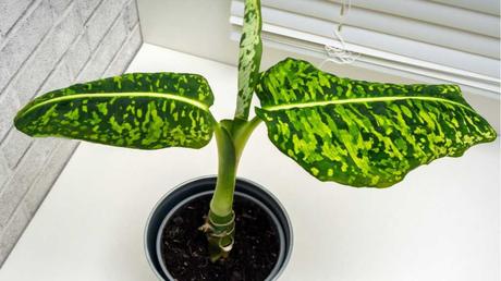 Dieffenbachie im Topf.