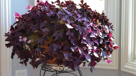 Purpur Sauerklee im Topf.