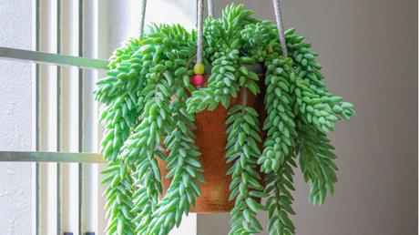 Sedum morganiaum im Topf.