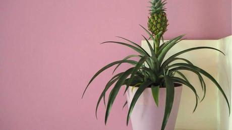 Ananas-Pflanze im Topf.