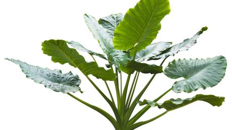 Alocasia macrorrhizos.