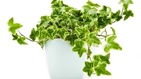 Gemeiner Efeu im Topf.